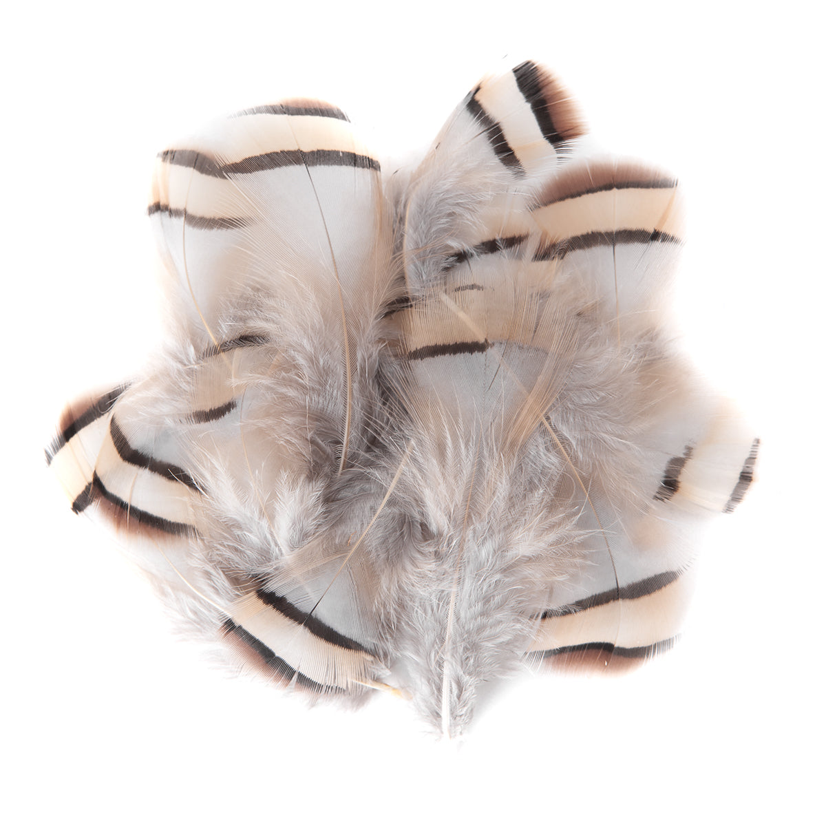 DpCraft pheasant feathers - 5-7 cm, 15 pcs.