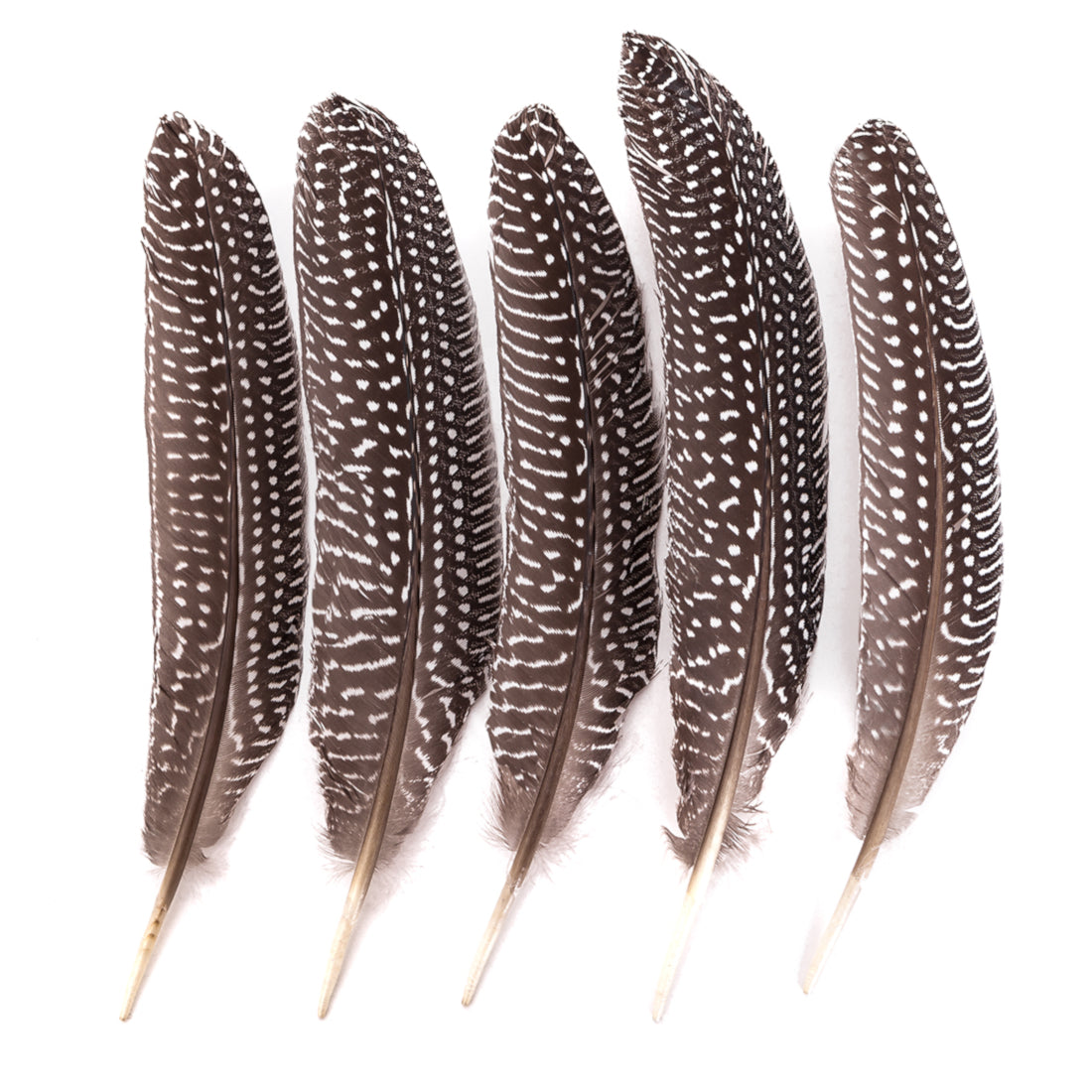 DpCraft Pheasant feathers - 18-20 cm, 5 pcs.