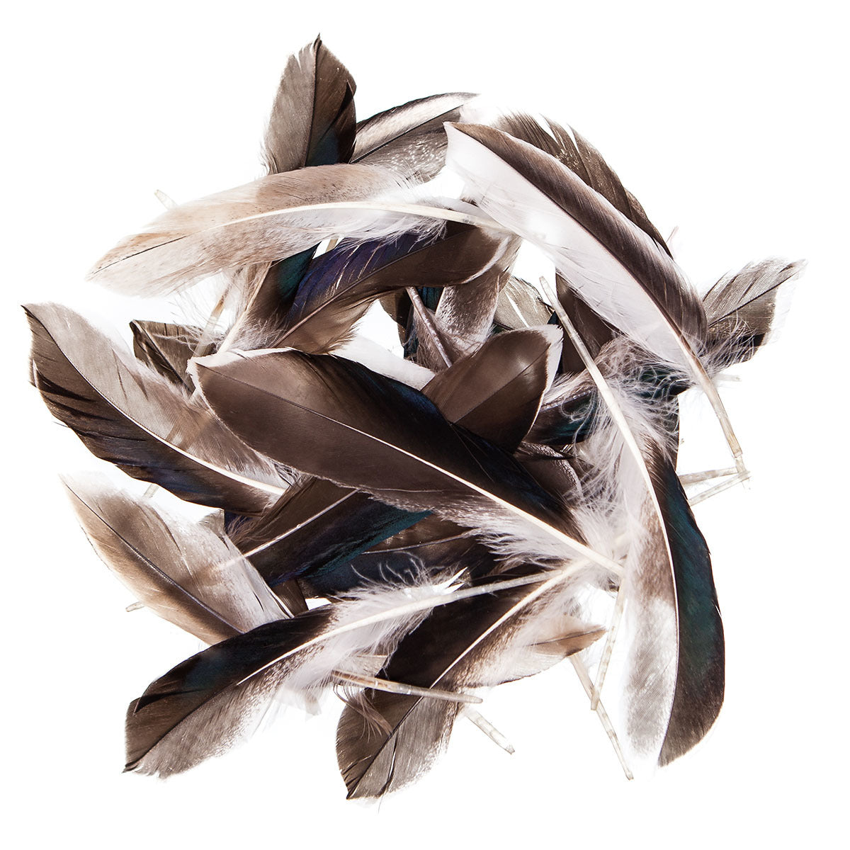 DpCraft duck feathers - 10-15 cm, 10 g